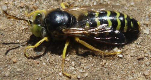 Réf. 261 234 : Bembix rostrata